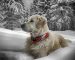 collar-many-dog-golden-dog-winter-snow-retriever